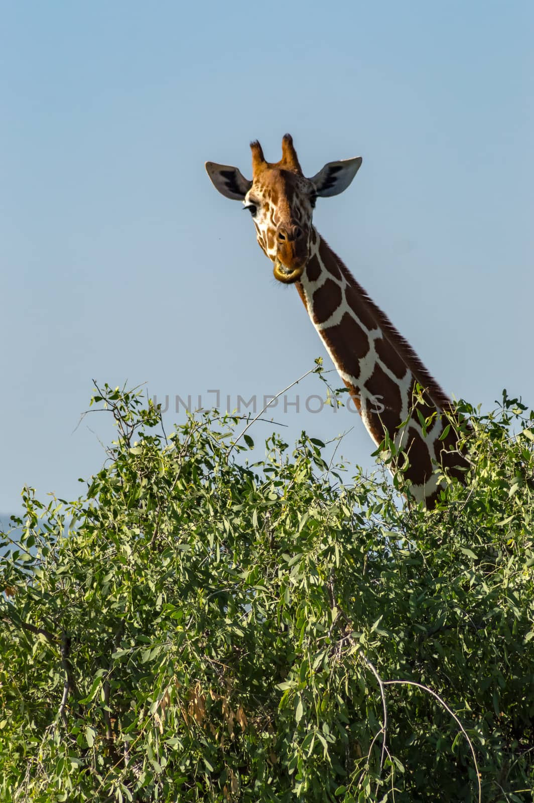 Neck and head of a giraffe near a green tree in Samburu Park  by Philou1000