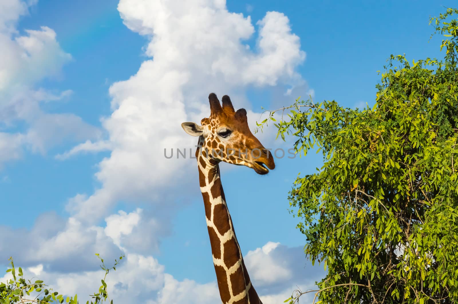 Neck and head of a giraffe near a green tree in Samburu Park  by Philou1000