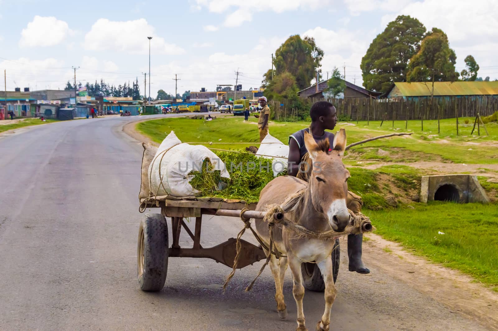 KENYA, THIKA - 03 JANVIER 2019 :Young Kenyan farmer on a wooden cart