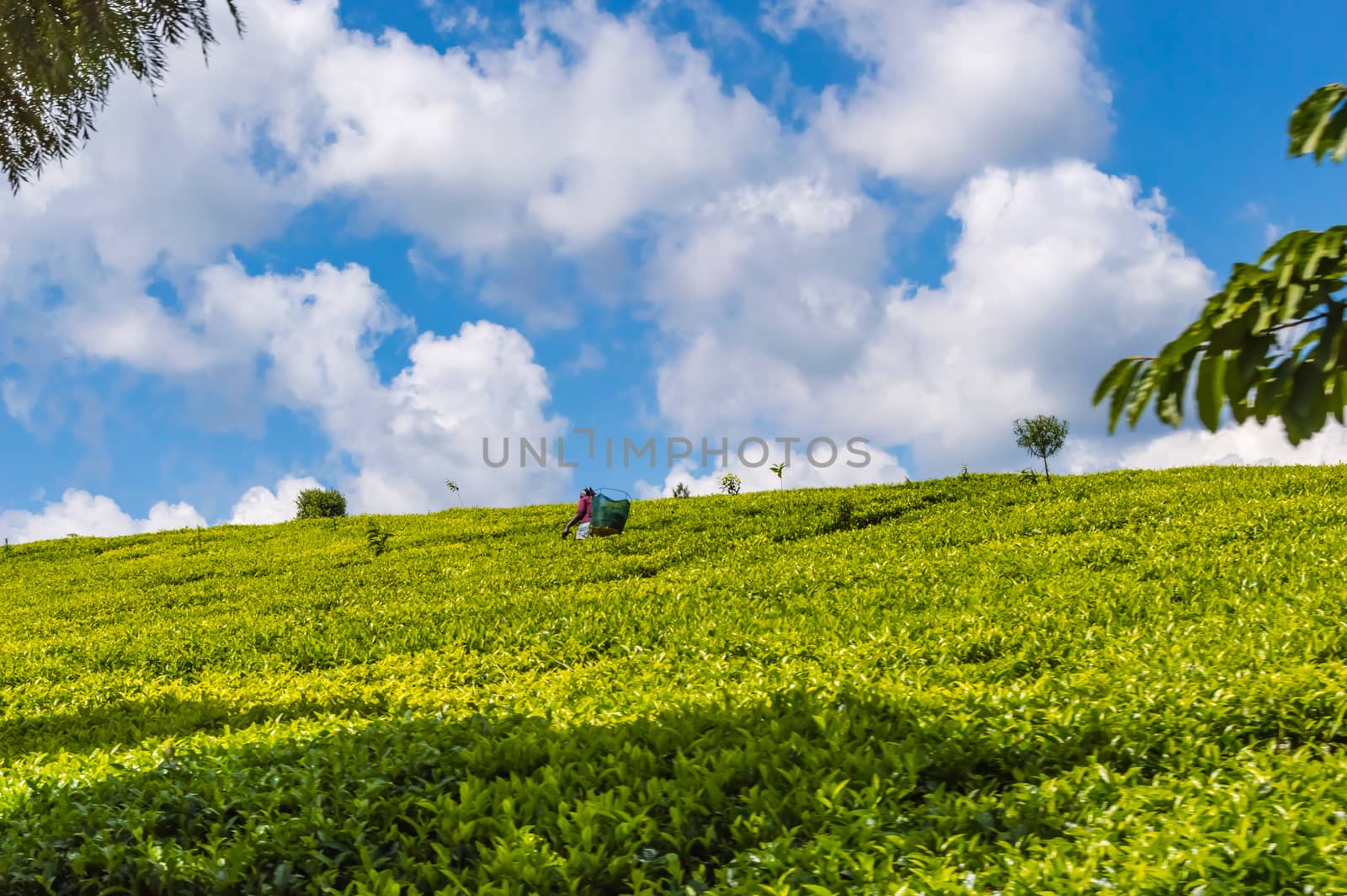 Field of tea leaves as far as the eye can see near Thika in central Kenya