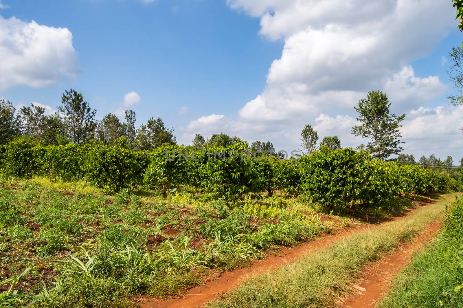 Coffee tree shrub field in the countryside  by Philou1000