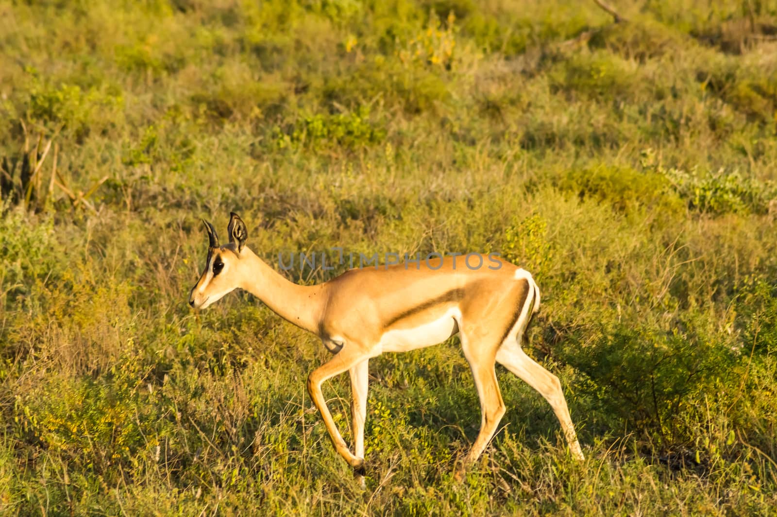 Young female antelope in the savannah of Samburu  by Philou1000