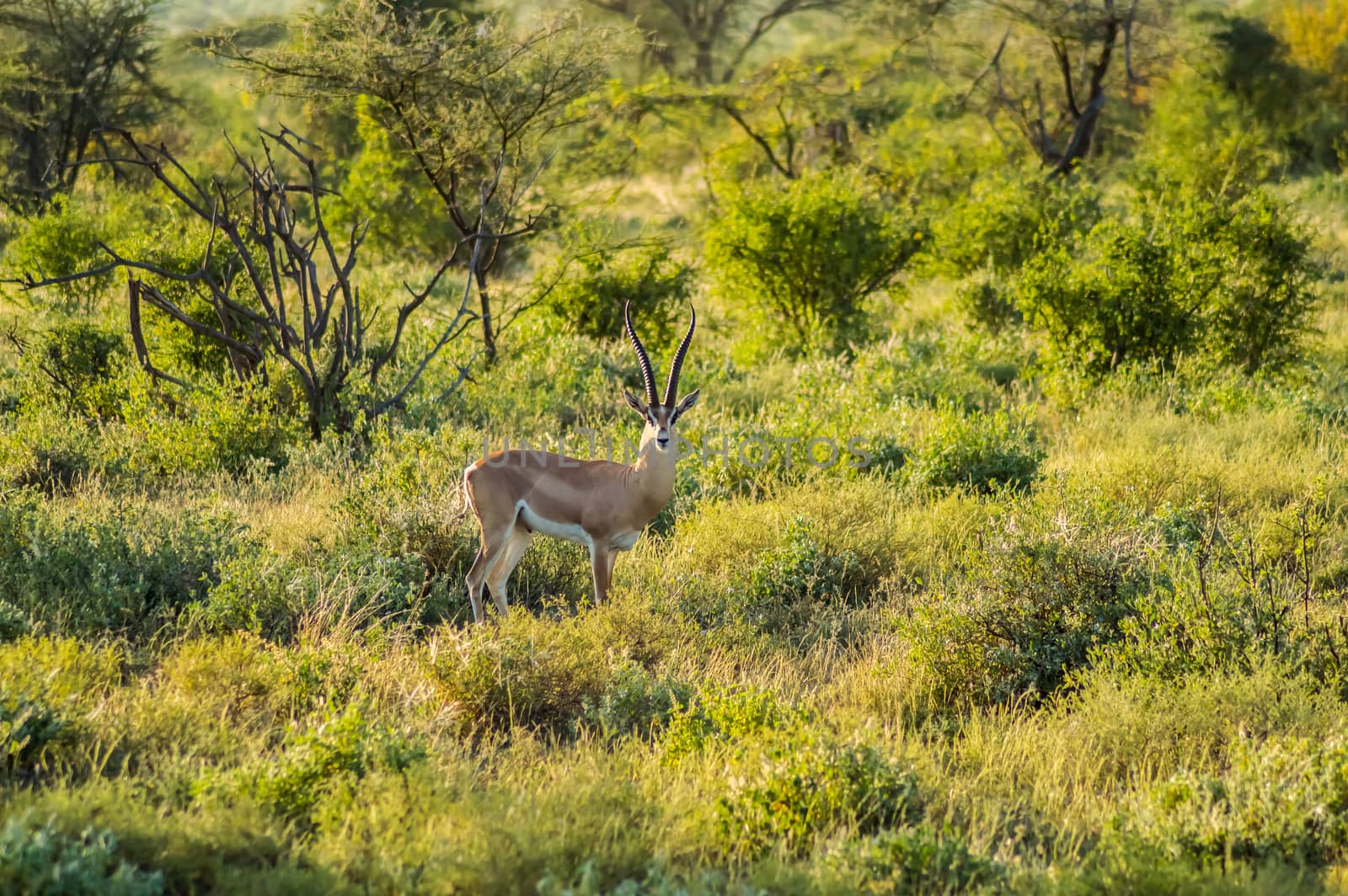 Young female antelope in the savannah of Samburu Park in central Kenya