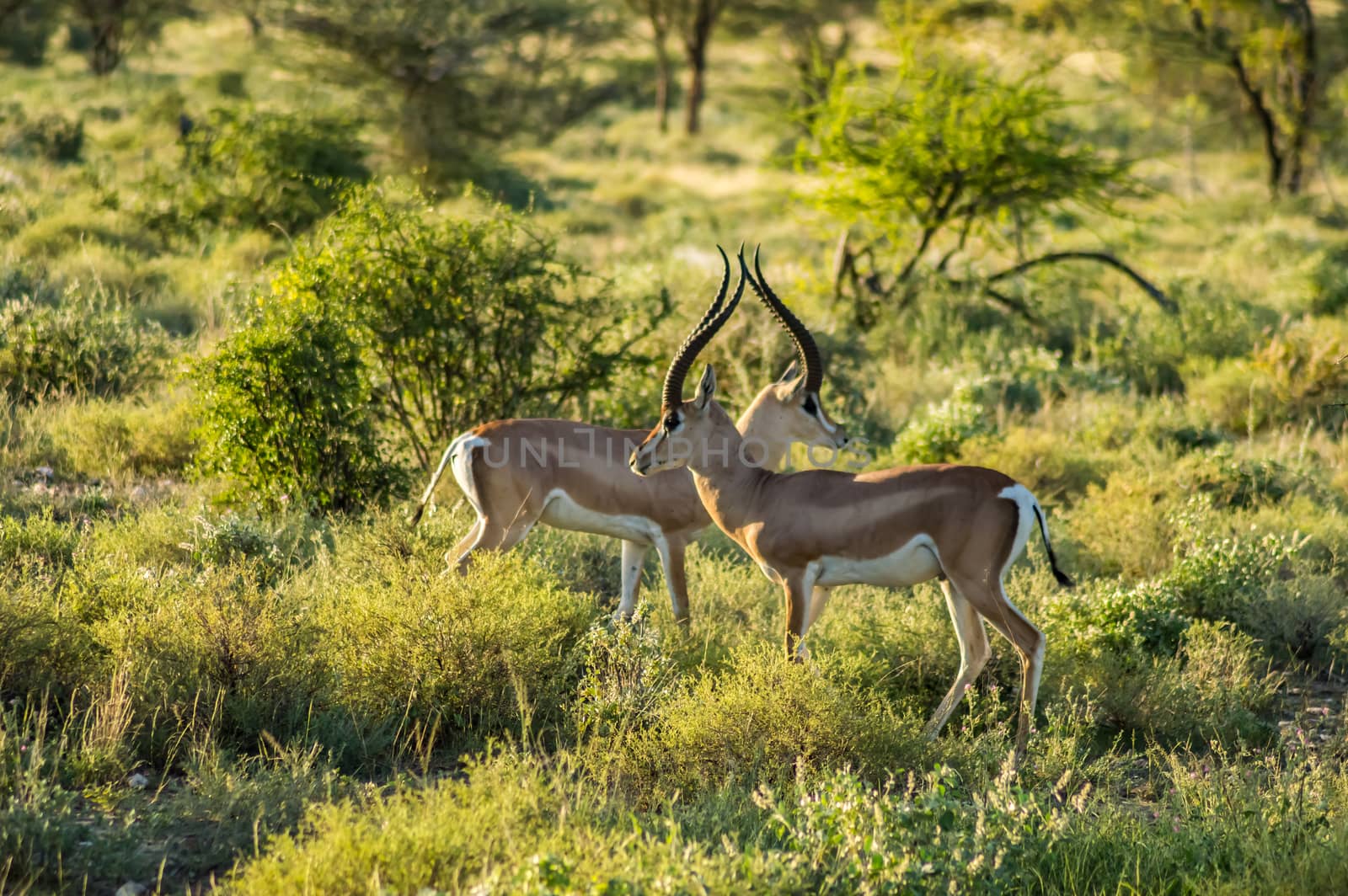 Crossing of two antelopes  by Philou1000