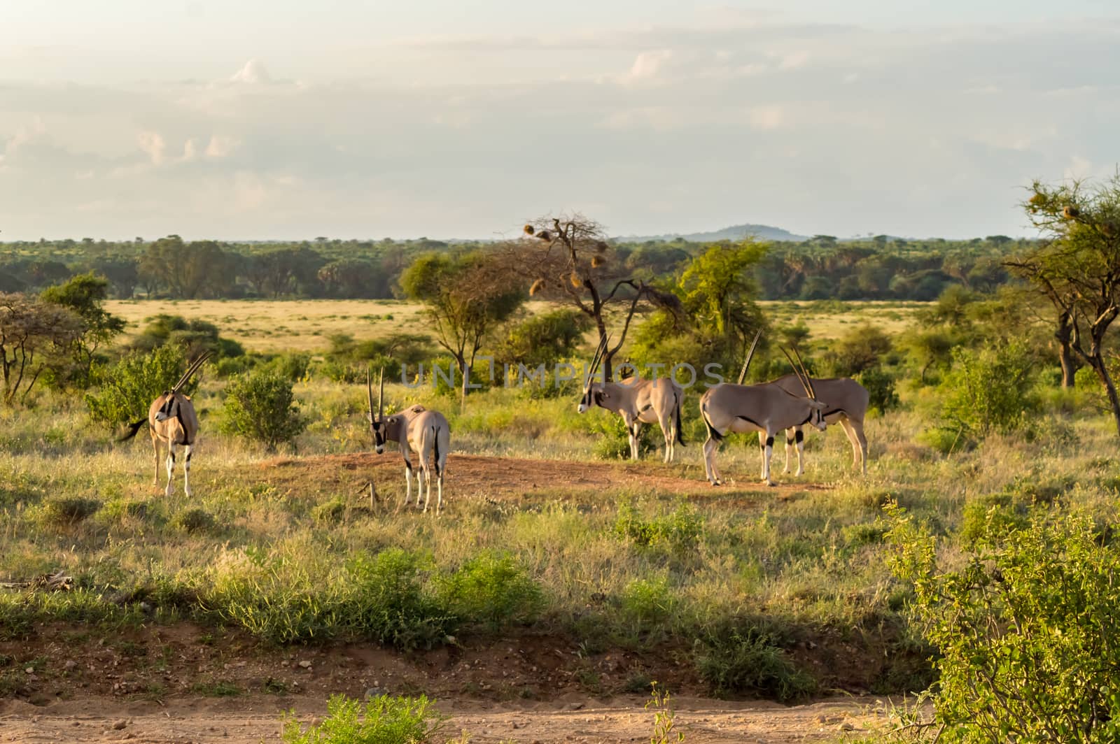 Antelope seen in profile in the savannah of Samburu Park  by Philou1000