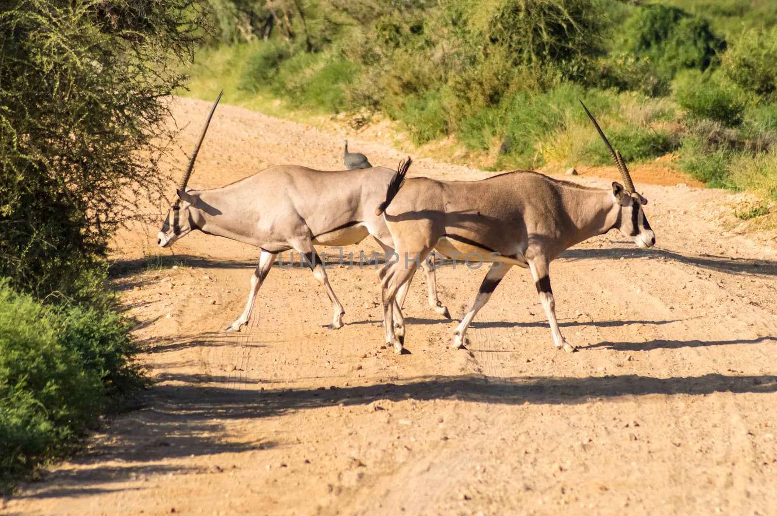 Crossing two antelopes on a track in Samburu Park in central Kenya