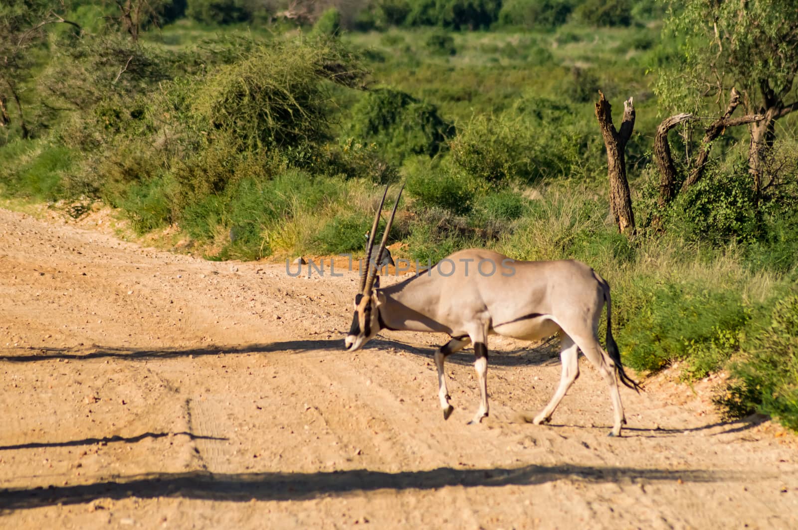 Antelope seen in profile in the savannah of Samburu Park  by Philou1000