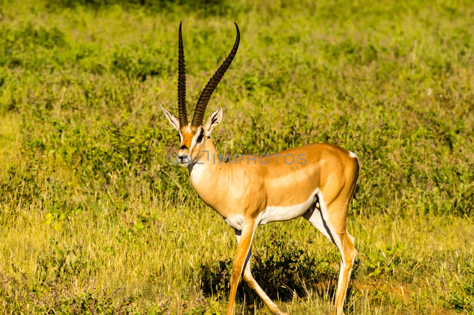 Young female antelope in the savannah of Samburu Park in central Kenya