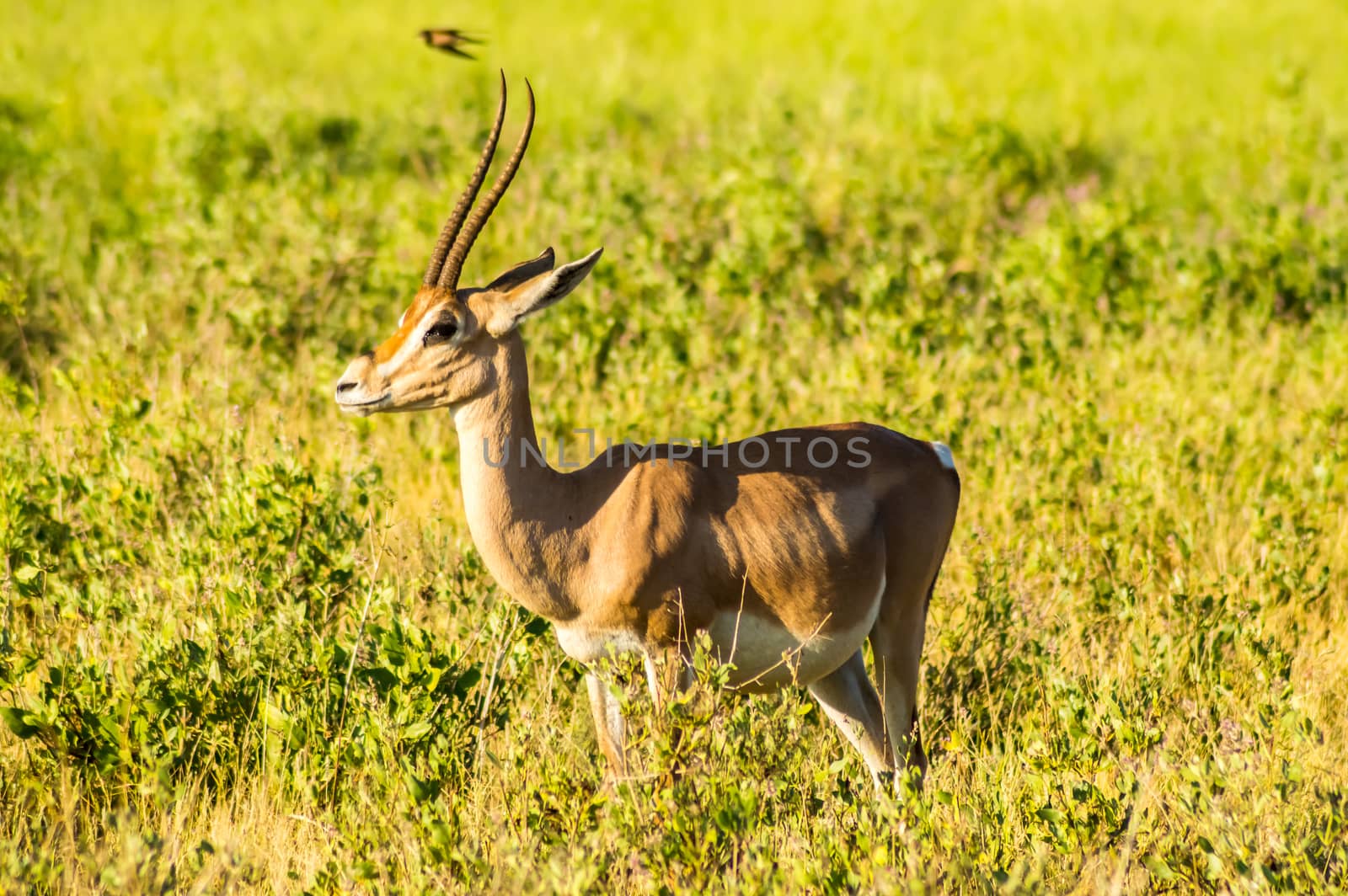 Antelope seen in profile in the savannah of Samburu Park  by Philou1000