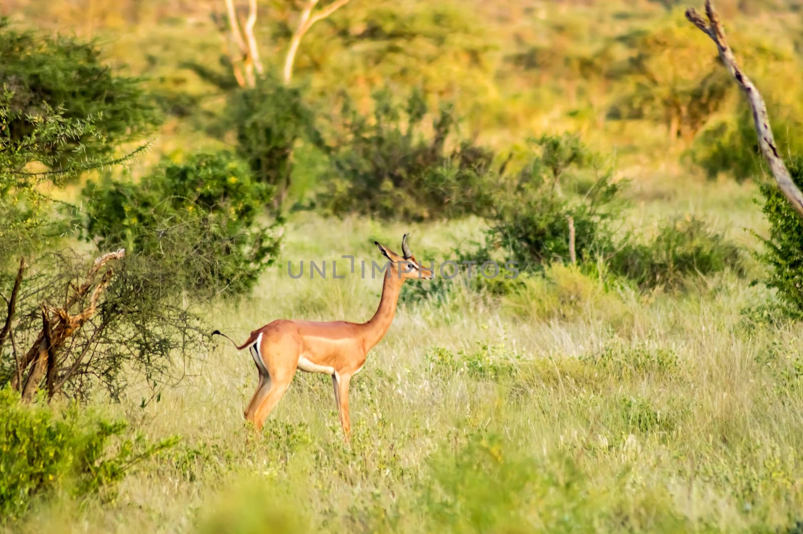 Giraffe antelope in the savannah of Samburu Park in central Kenya