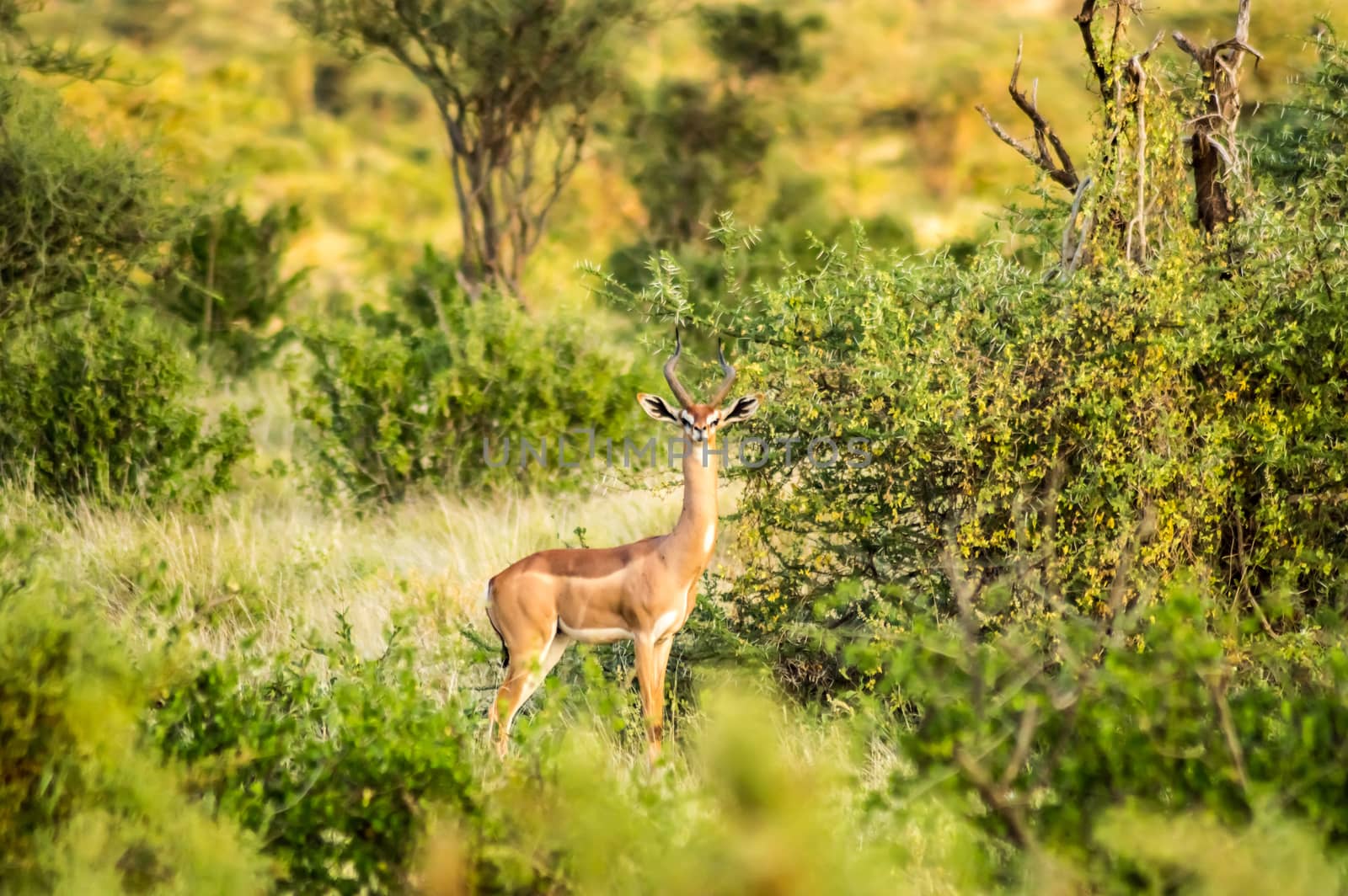 Giraffe antelope in the savannah of Samburu Park  by Philou1000