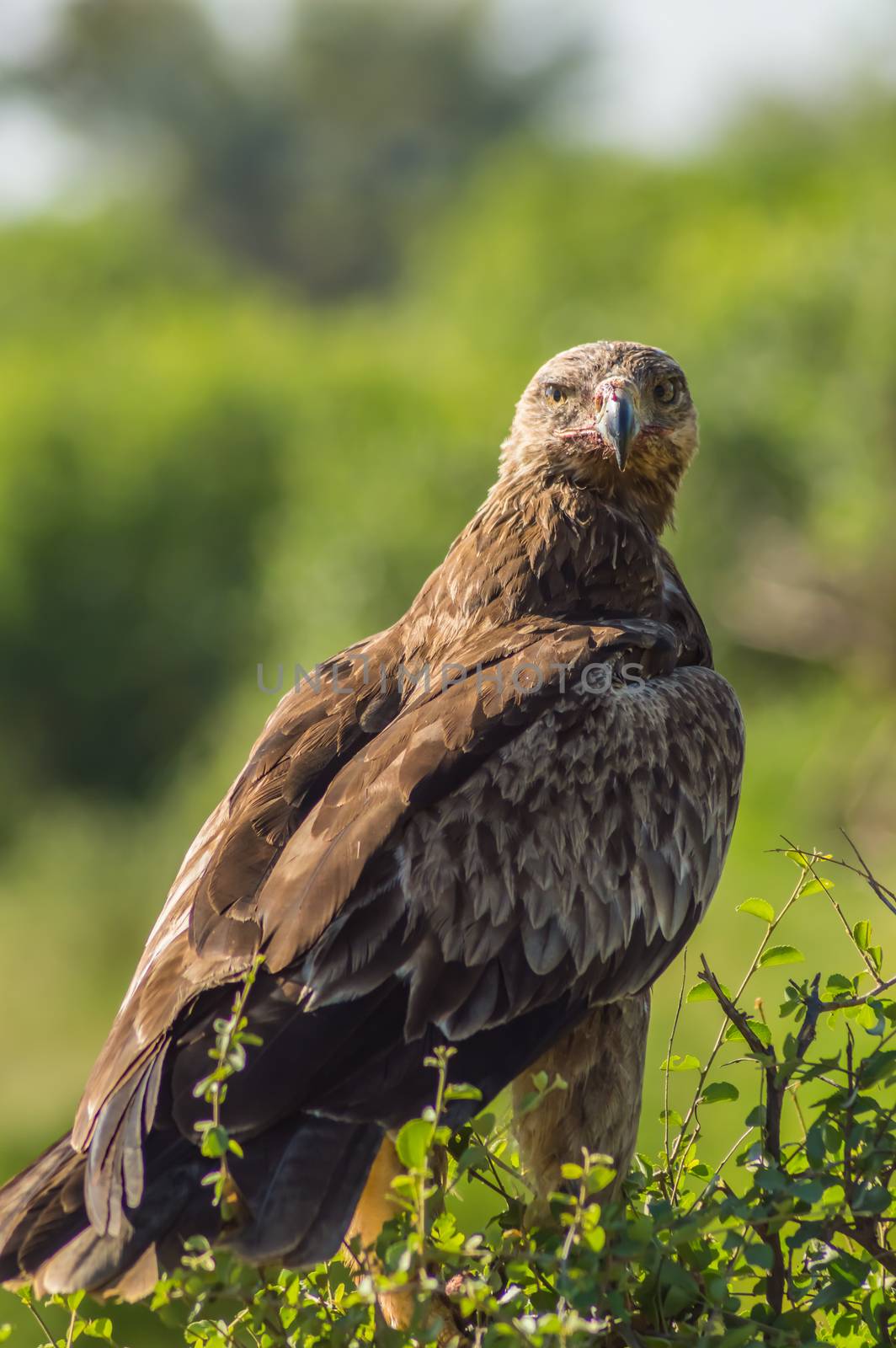 Raven eagle on a tree in samburu park in central Kenya with blood on beak