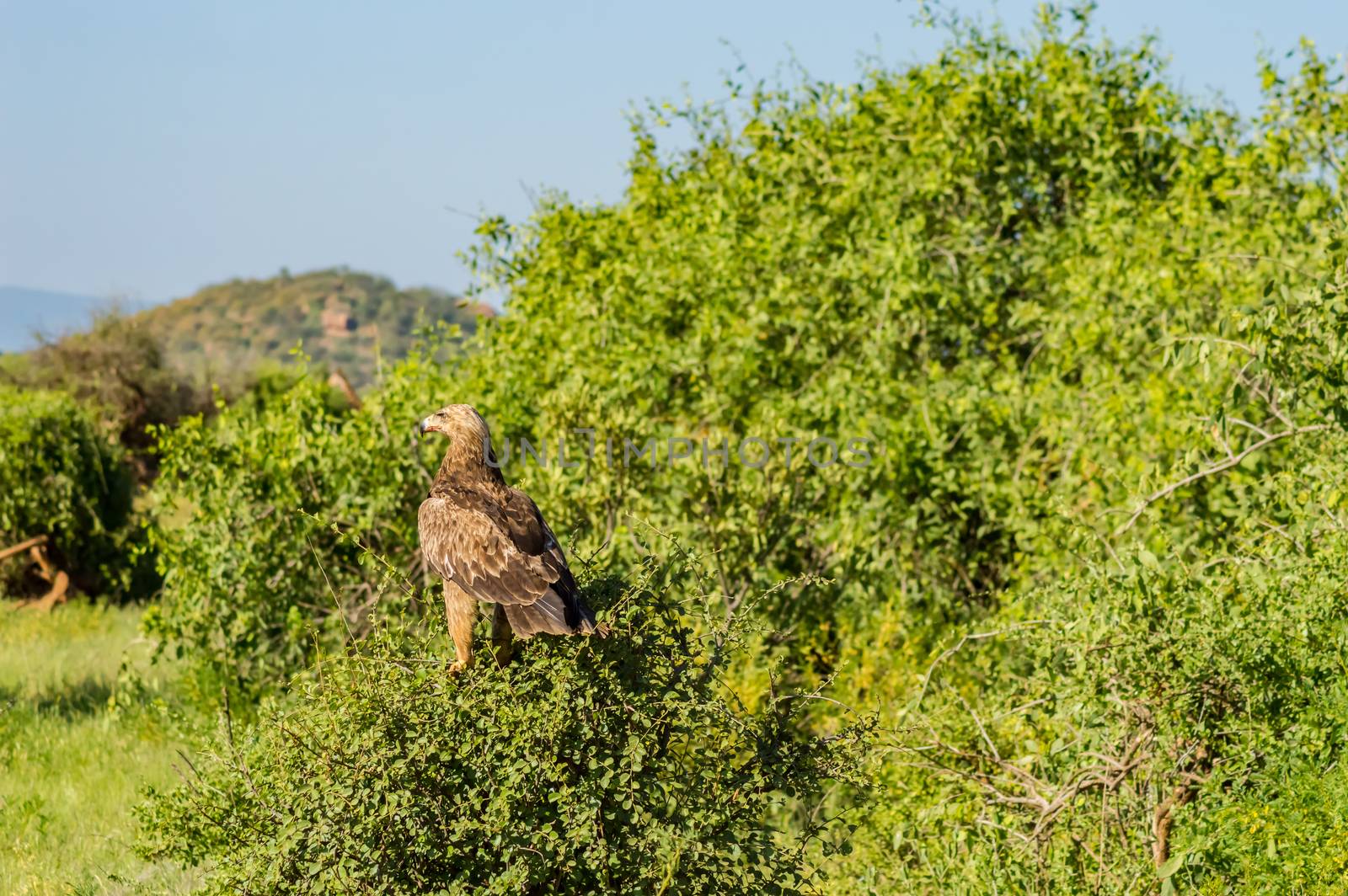 Raven eagle on a tree in samburu park  by Philou1000