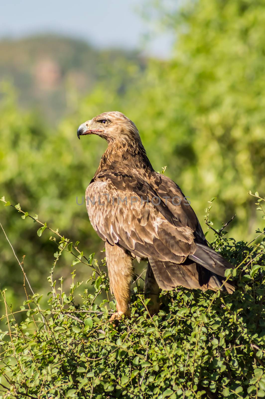 Raven eagle on a tree in samburu park in central Kenya with blood on beak