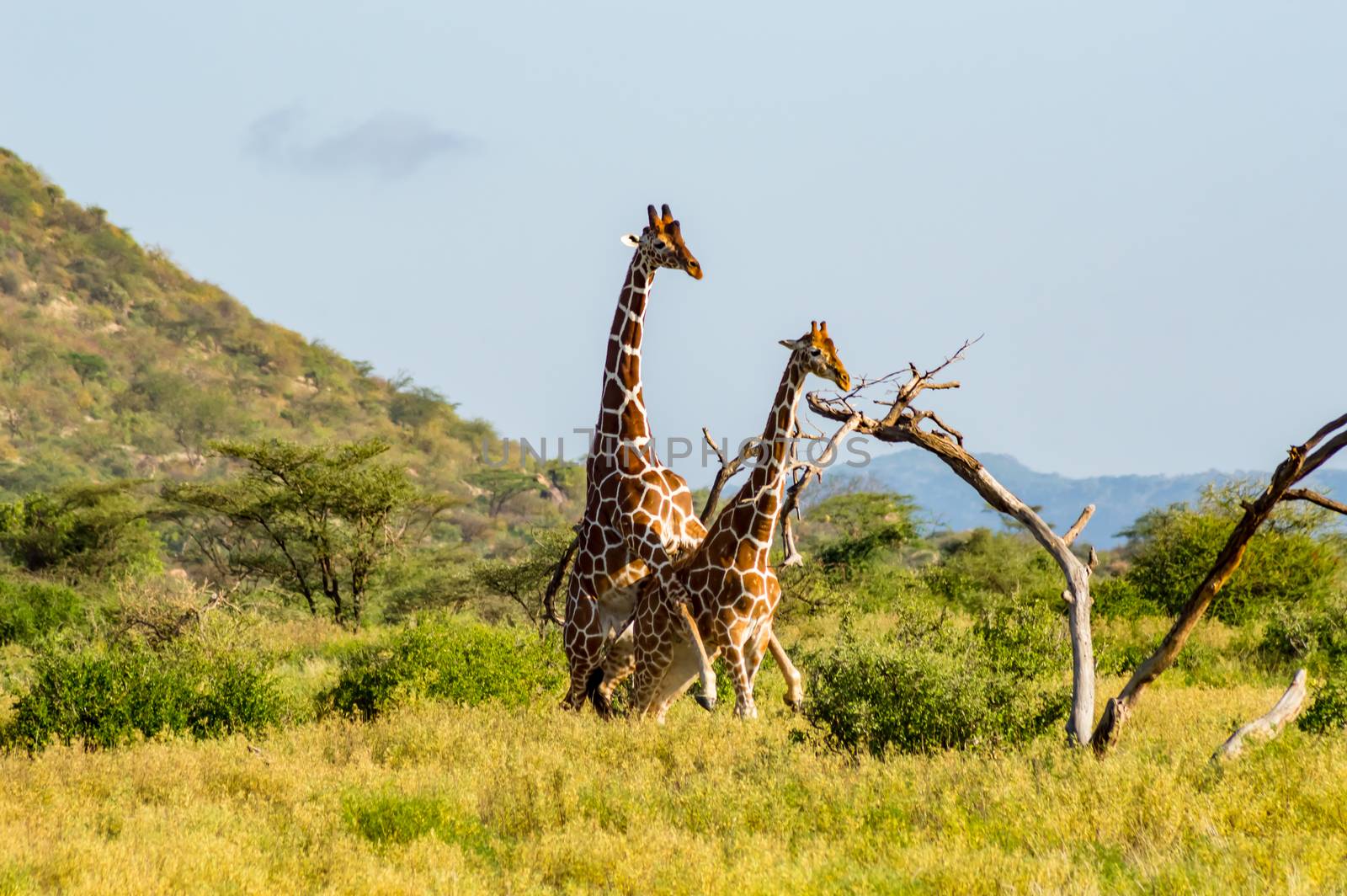 Mating of two giraffes in the savannah of Samburu Park in central Kenya