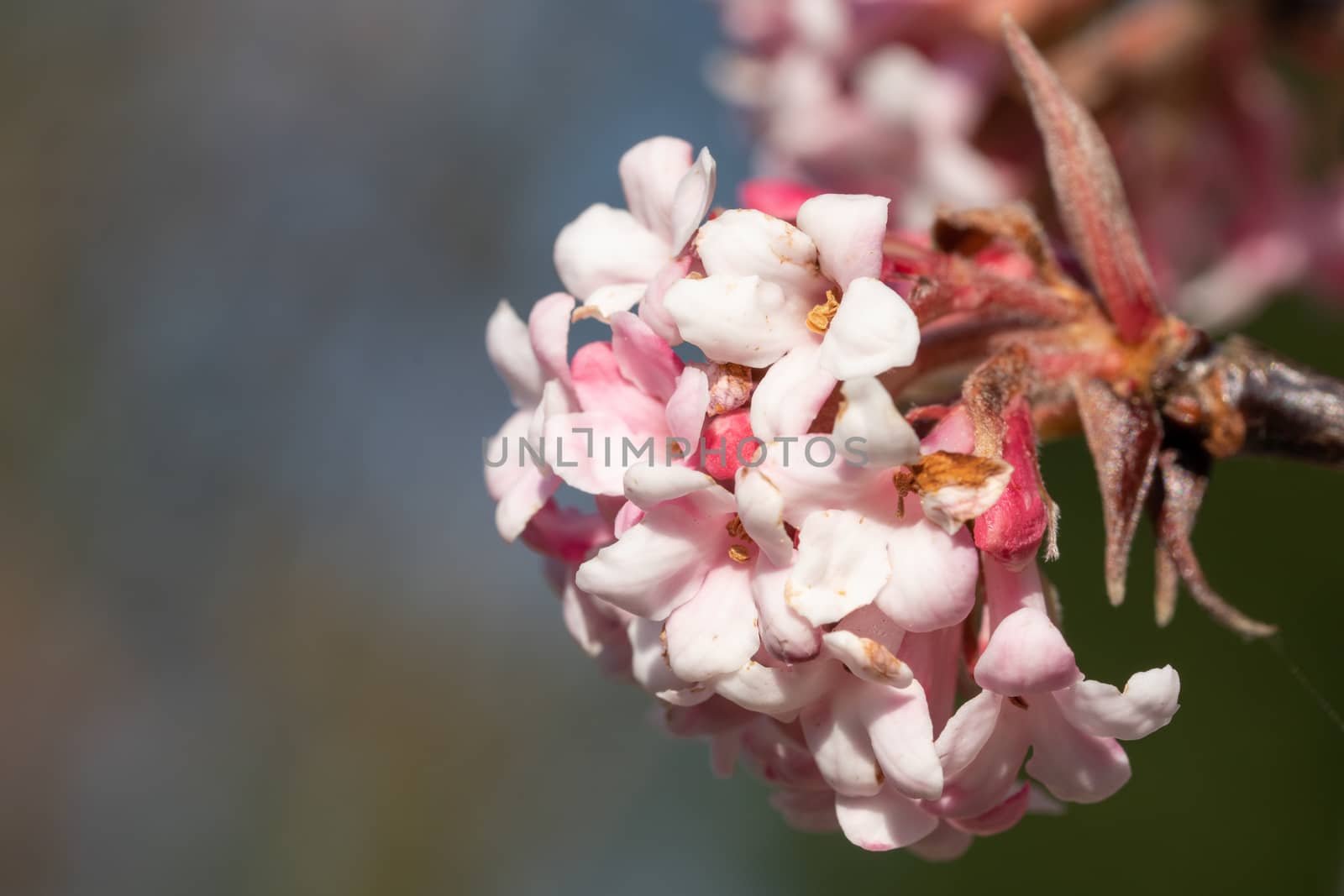 Viburnum (Viburnum farreri), flowers of the gardens