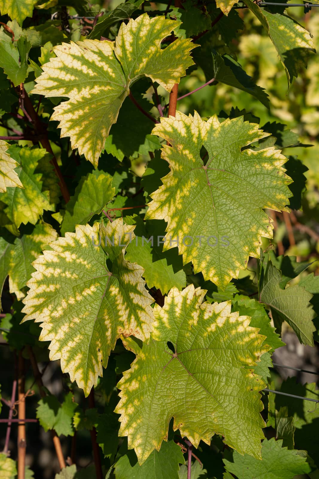 Vine leafs with autumnal colours