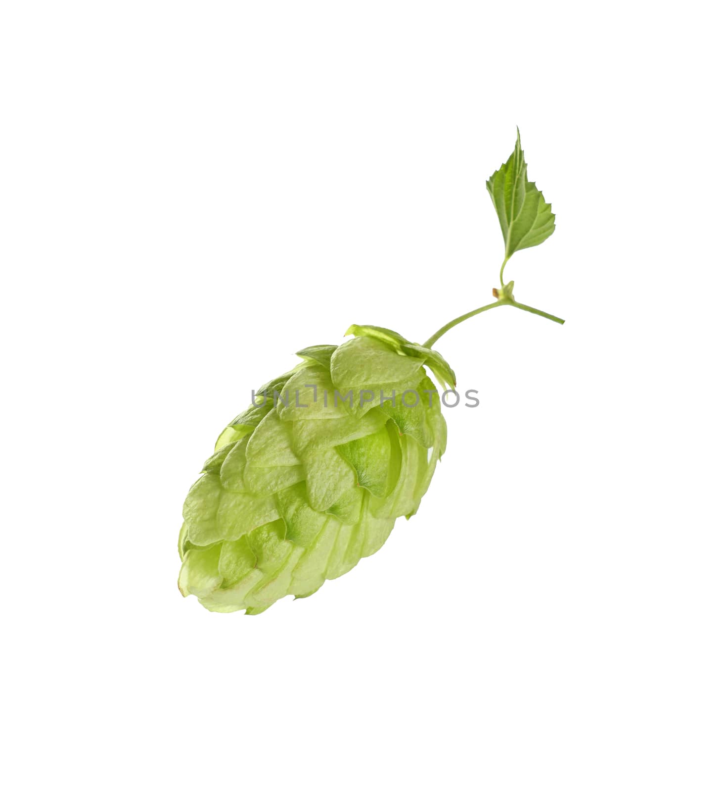 Close up fresh green hops isolated on white by BreakingTheWalls