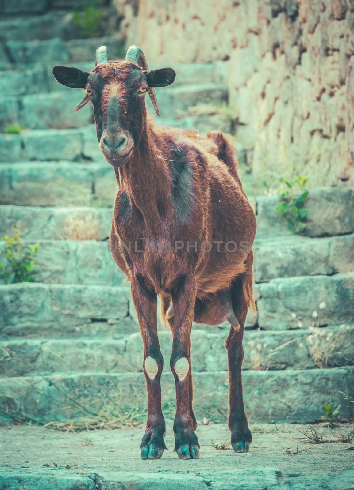 A Wild Mallorcan Goat Roaming Around A Small Island Town