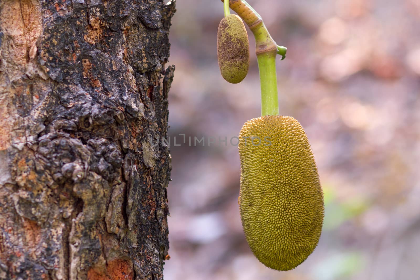 Closeup two Jackfruit  beside a tree and blur background.