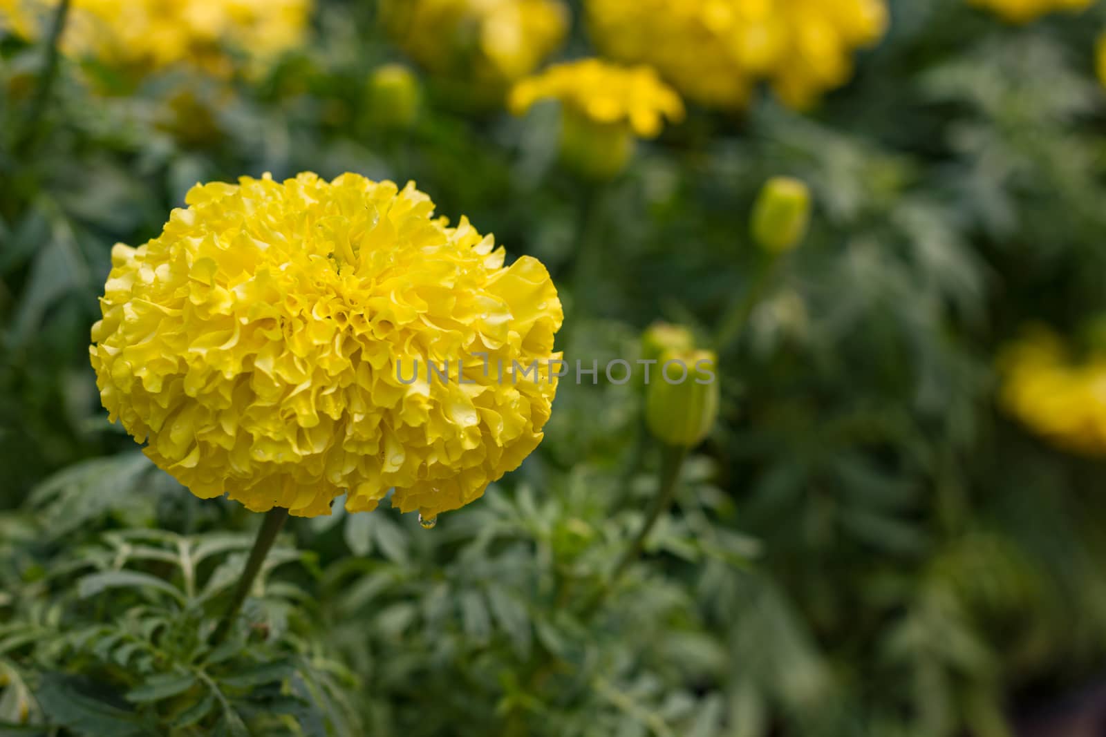 Tagetes Marigolds by SaitanSainam