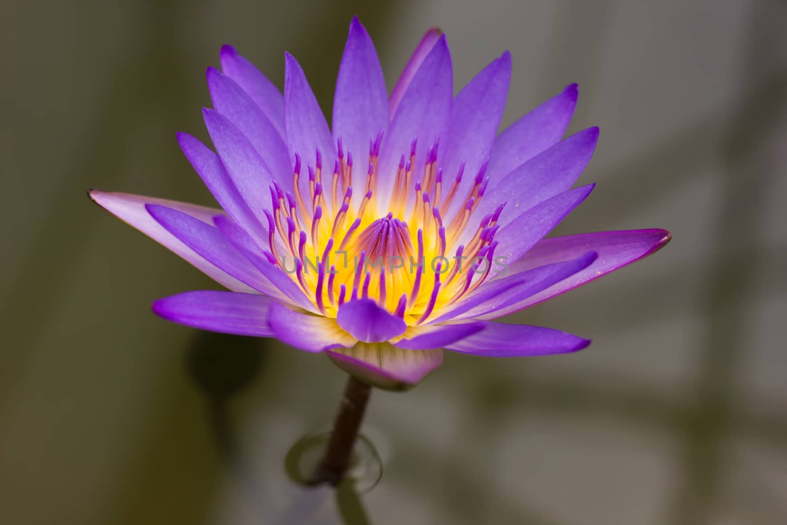 Purple and yellow color Lotus flower in the bolw.