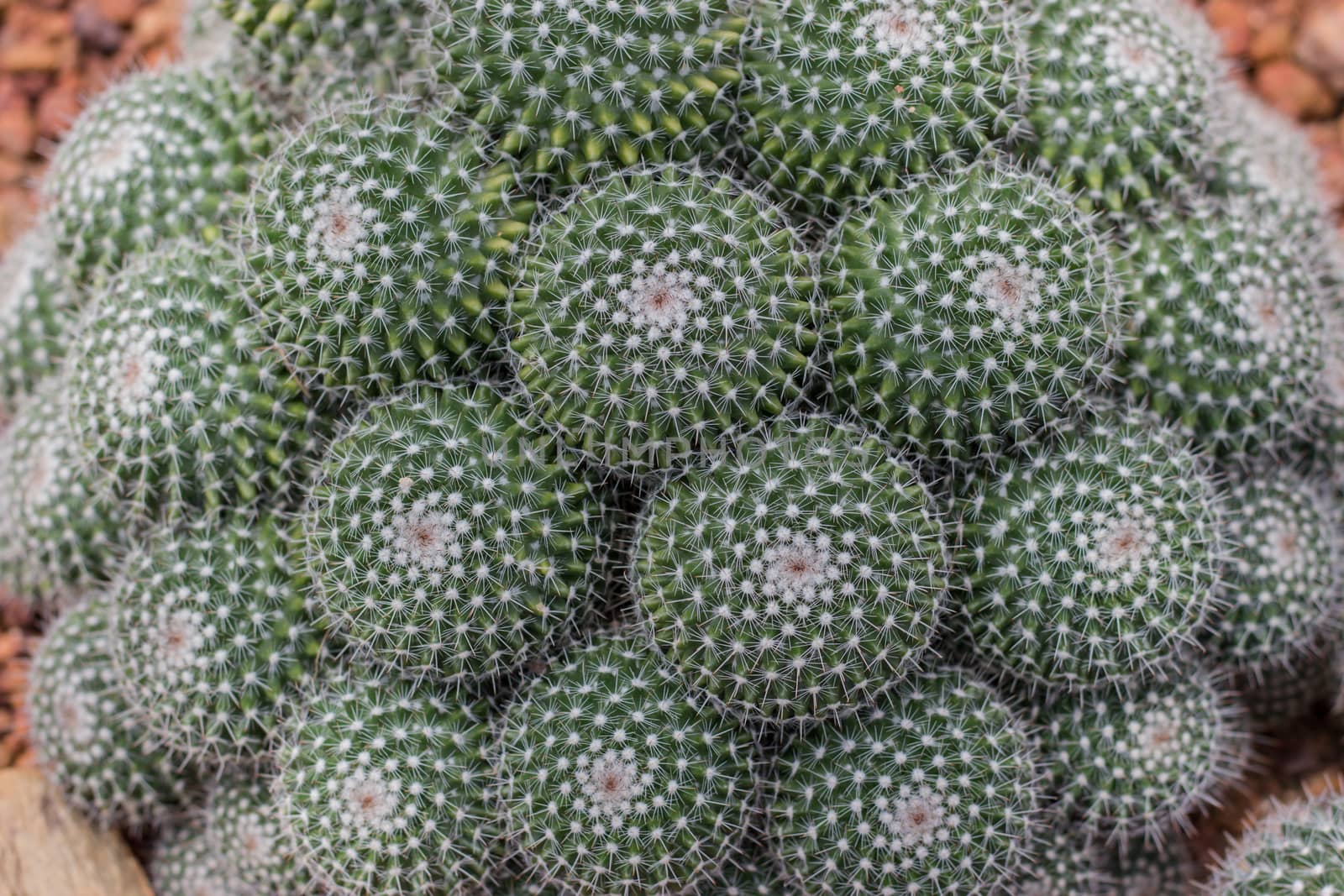 beautiful many green cactus with white spines on desert.