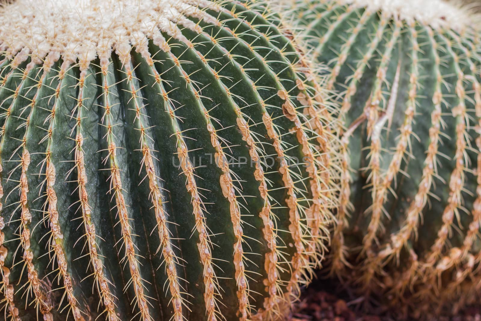 Close-up big spherical cactus on desert  garden.