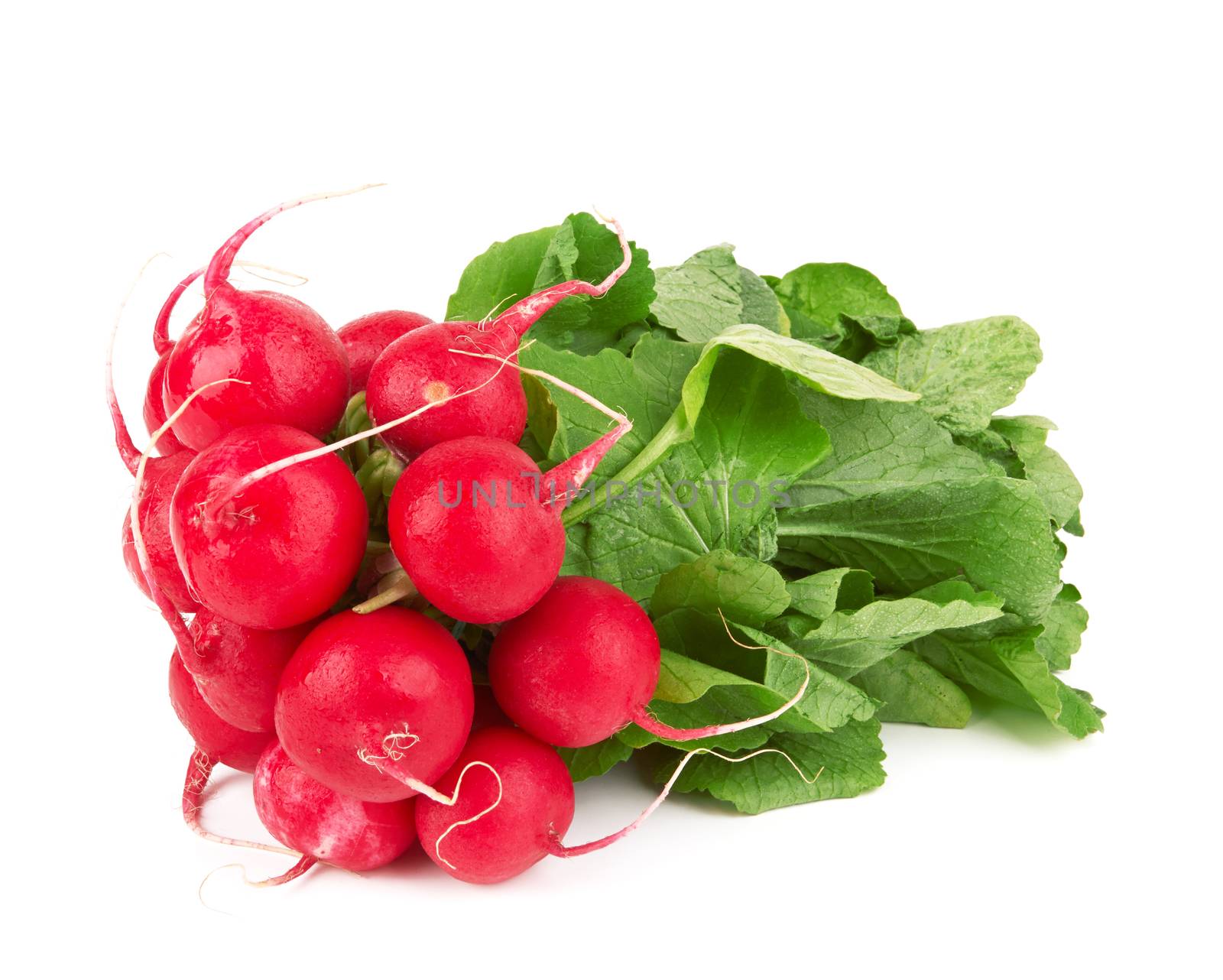 Small garden radish isolated on white background