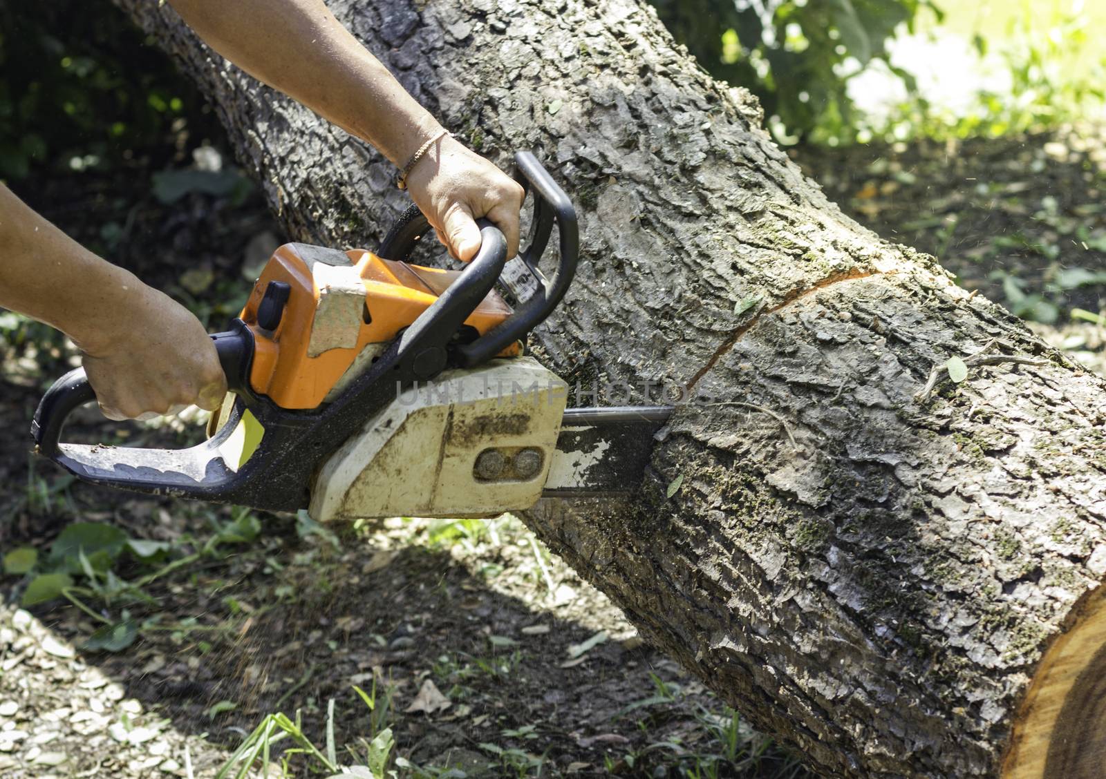 Worker use chainsaw sawing trunk in the forest.