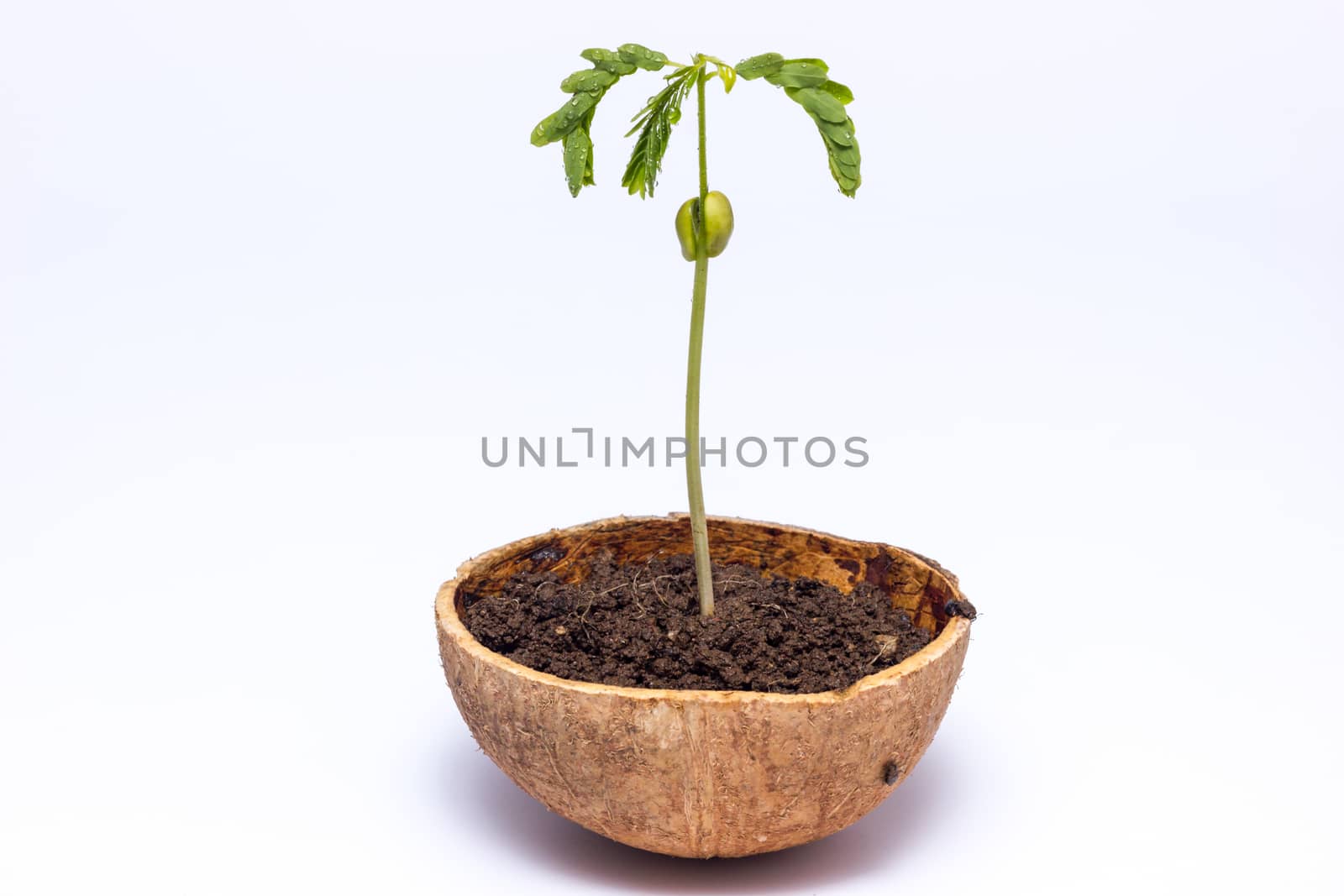 Young baby tamarind tree  planting in the Coconut shell on white background.