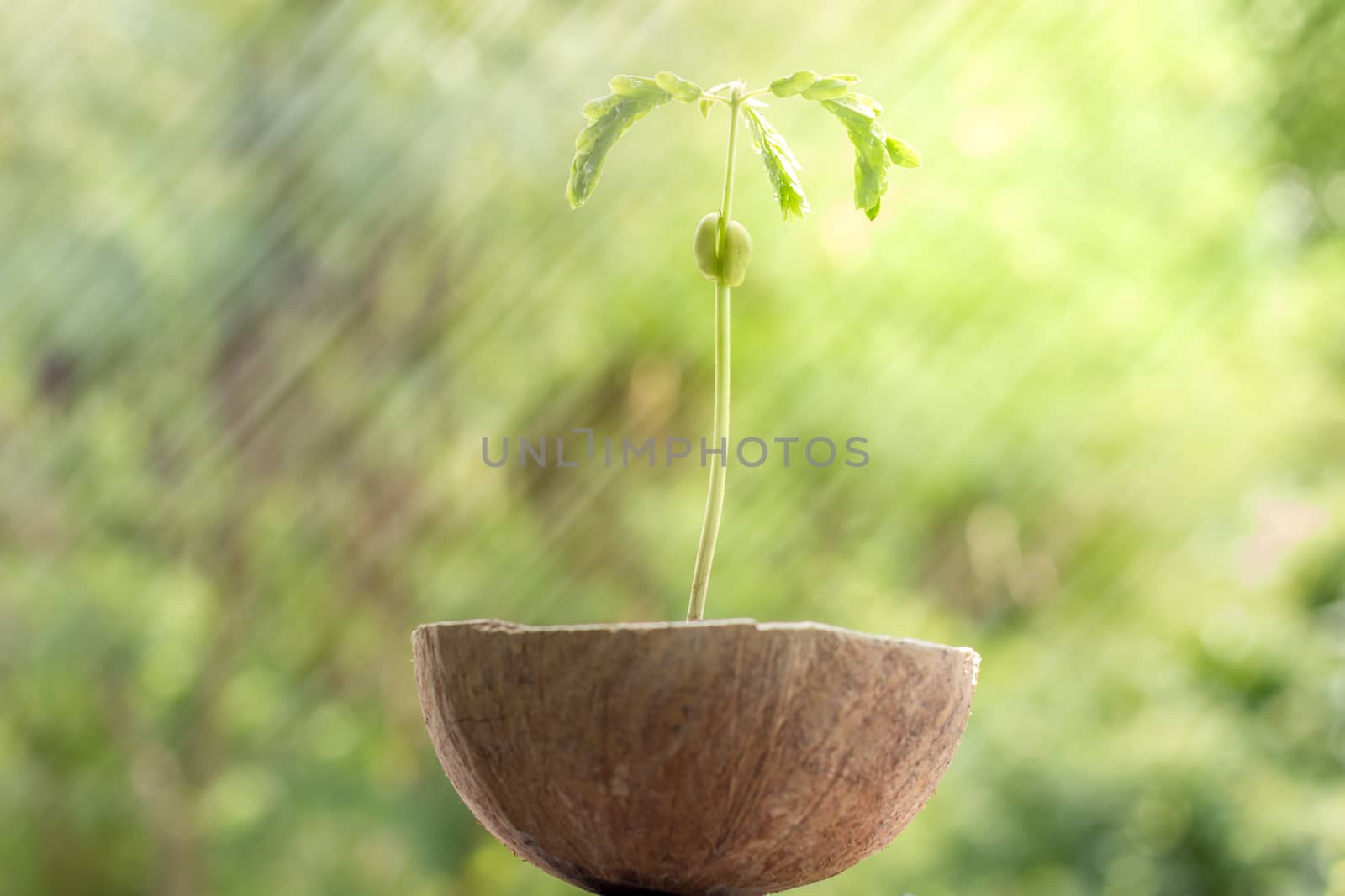 Young baby tamarind tree in the rain and morning lighting. by SaitanSainam