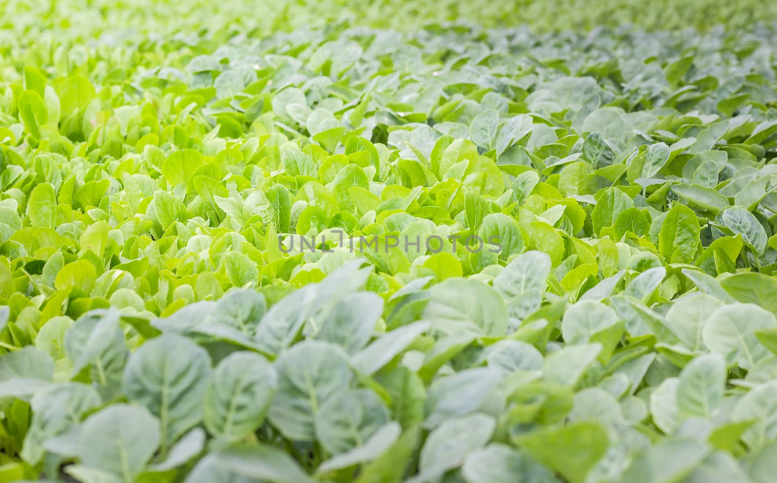 Young baby of Chinese kale, organic vegetables farm.