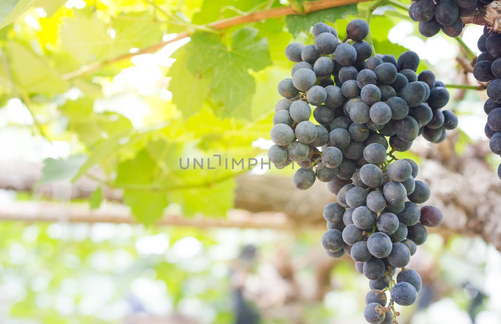 A bunch of beautiful grapes and morning lighting at the farm. by SaitanSainam