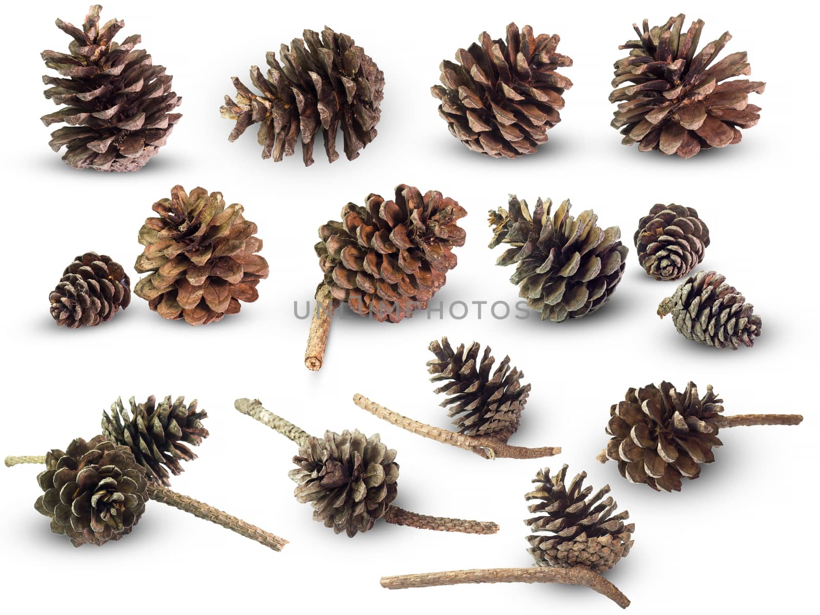 Set many of pine cone on white background. Can be used to creati by SaitanSainam