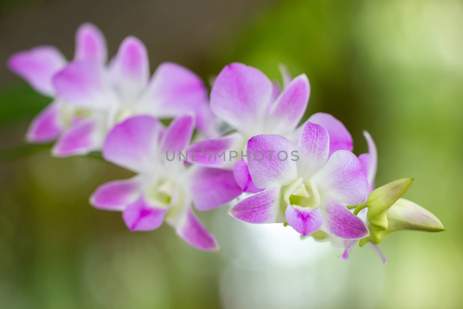 Close up pink orchid named Aerides Multiflora Roxb in the mornin by SaitanSainam