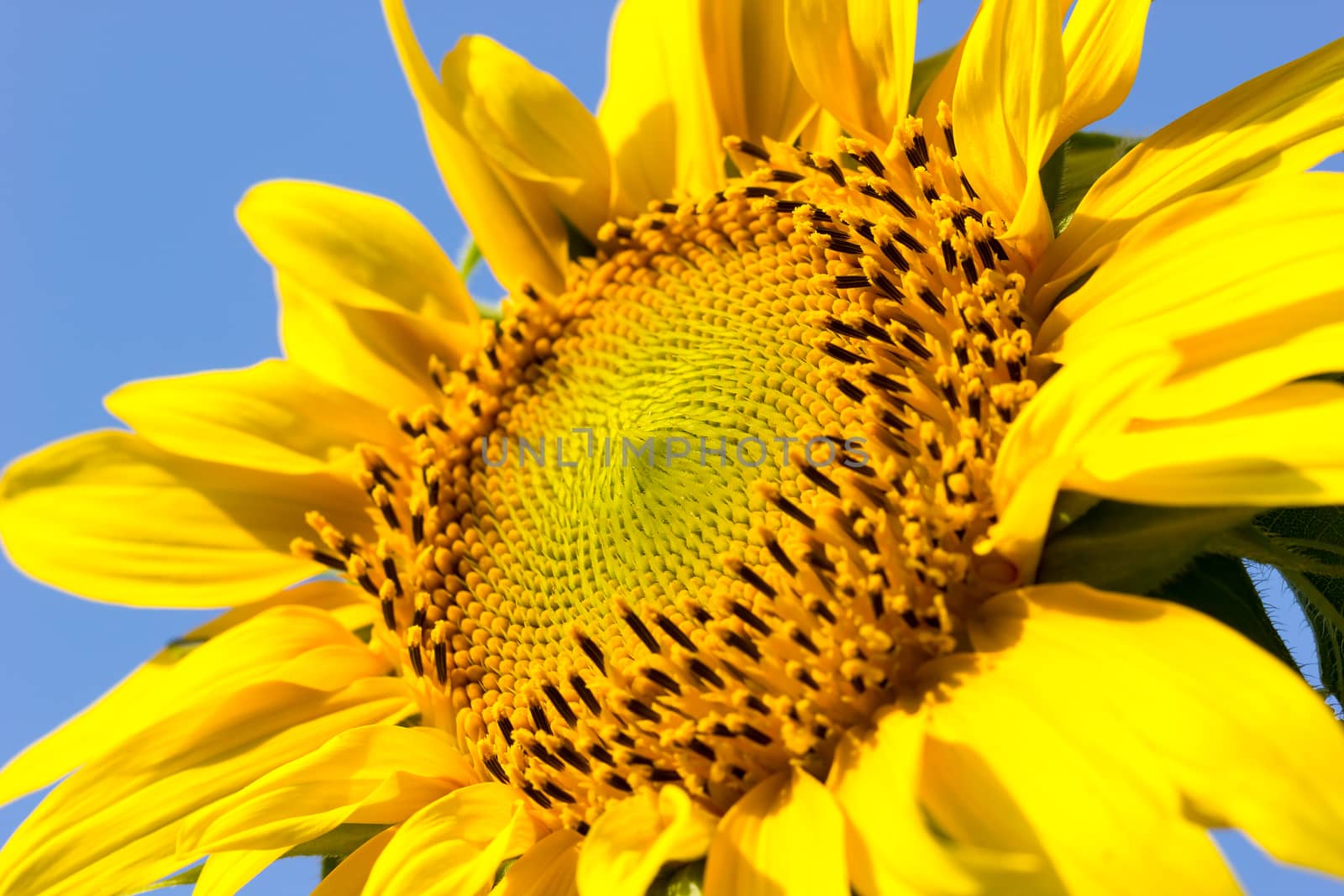 Sunflower in the hot sunlight on blue sky background. Suitable for backgrounds, articles about nature.