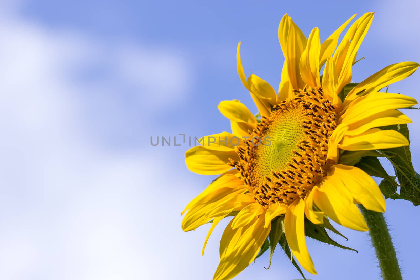 Sunflower in the hot sunlight on blue sky background. Suitable for backgrounds, articles about nature.