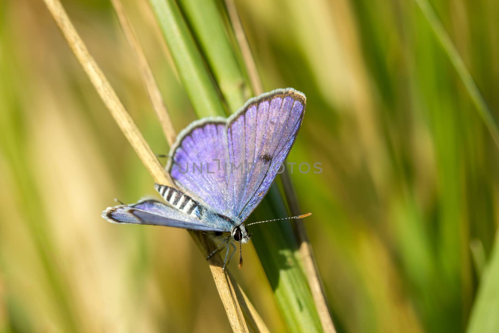 Closeup little butterfly on the grass and green environment back by SaitanSainam