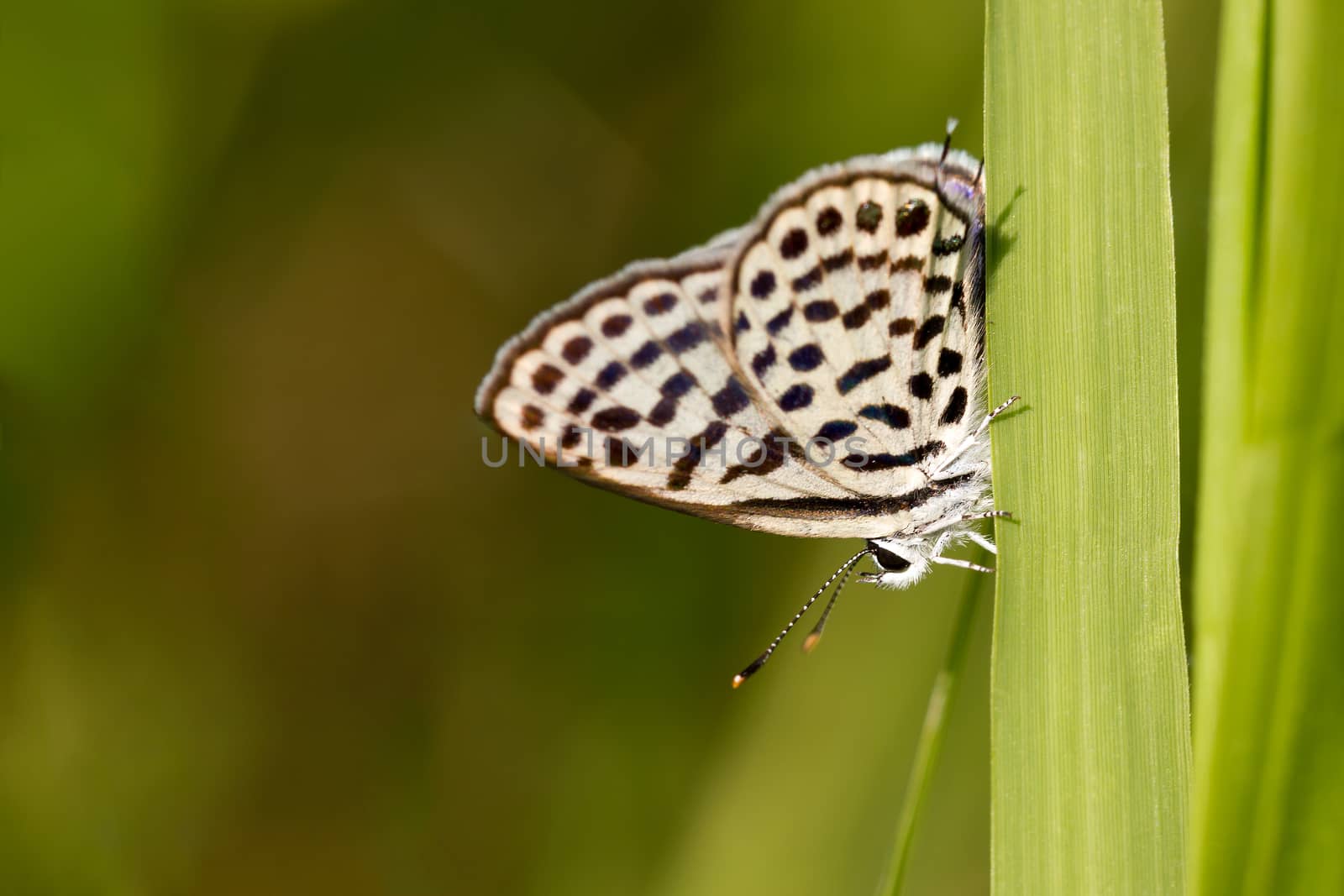 Closeup little butterfly on the grass and green environment background. Among the meadows in the morning light.