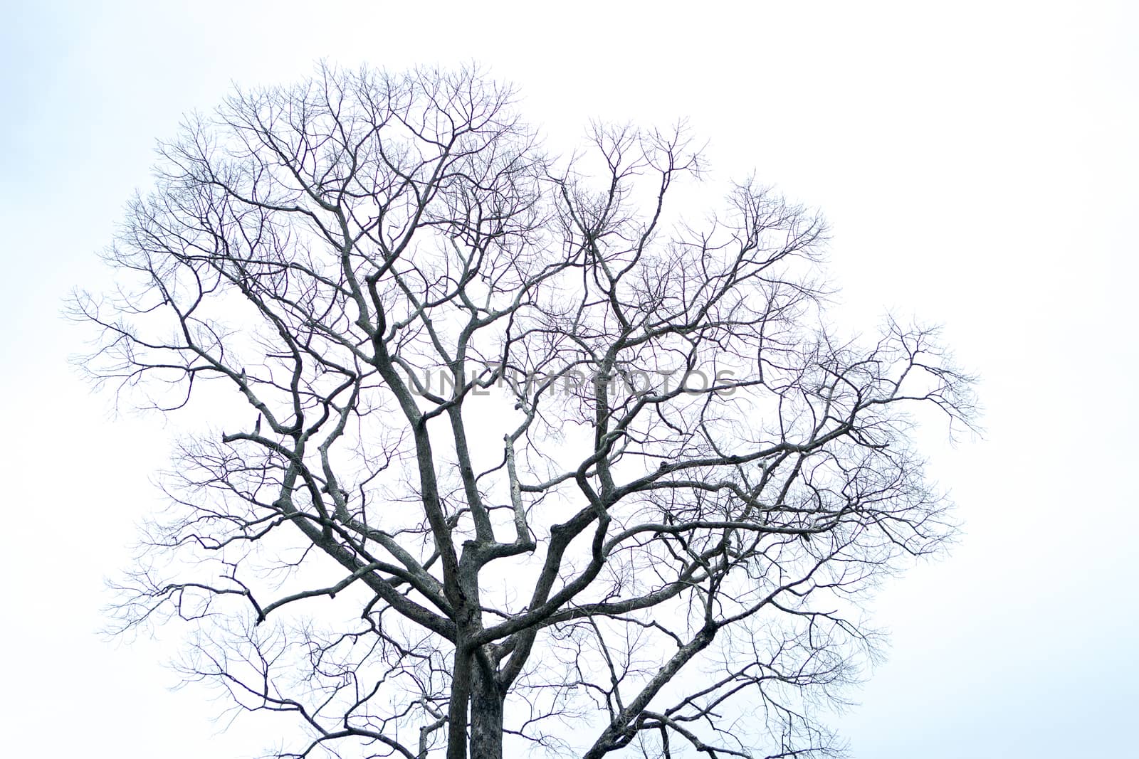 Dry tree with white sky