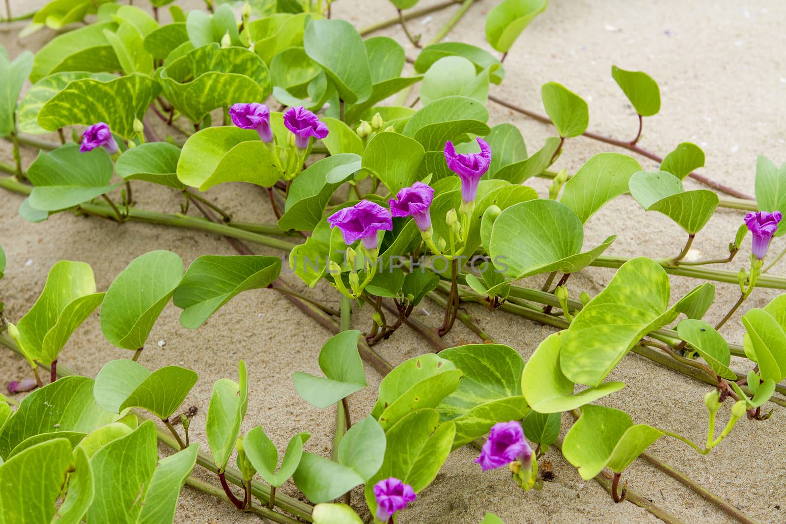 Beach Morning Glory has many purple flowers on the beach. by TakerWalker