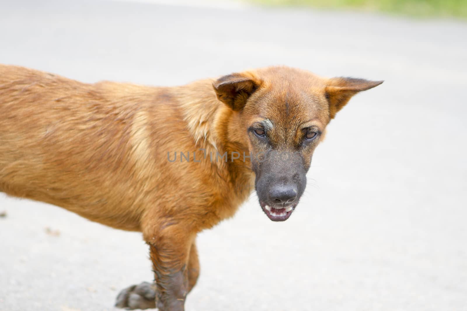 Angry dog brown on the way by TakerWalker