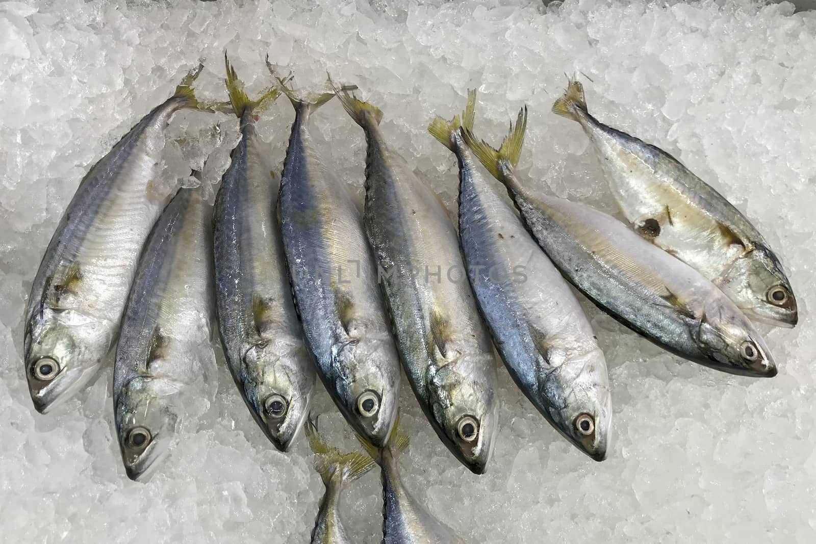 Mackerel on ice for cooking