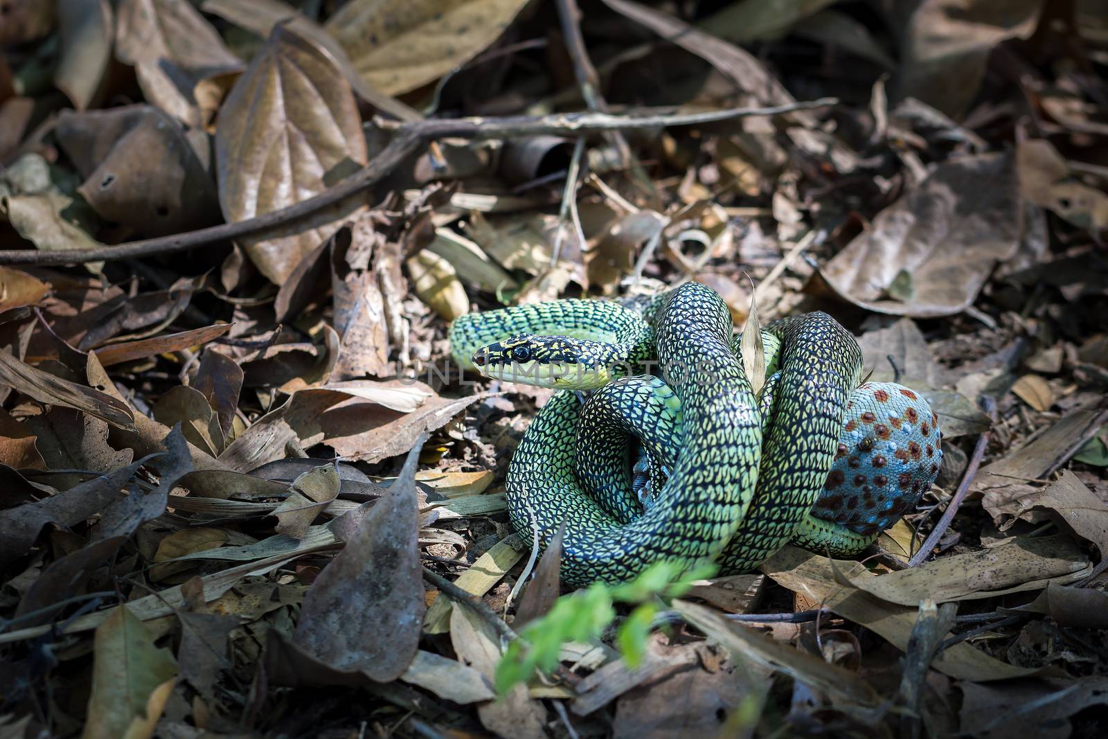 The golden tree snakes are venomous, eating green-red dot gecko  by SaitanSainam