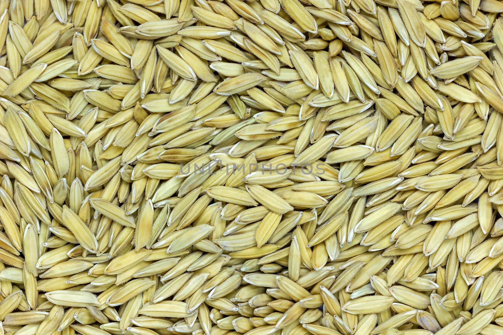 Background pattern of bright yellow paddy. Can be used for artic by SaitanSainam