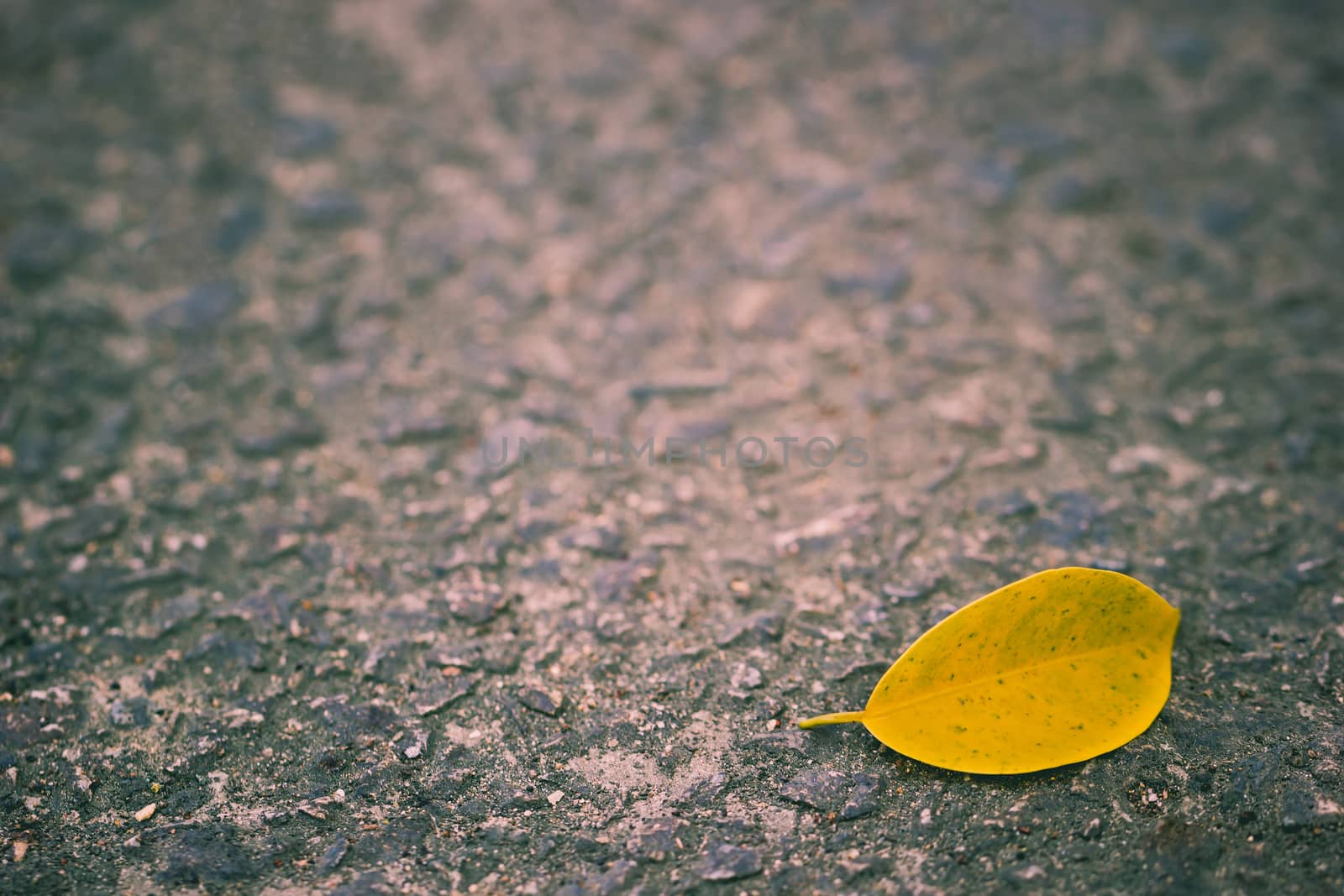 Yellow leaves fall on the concrete walkway. Copy space on cement background.