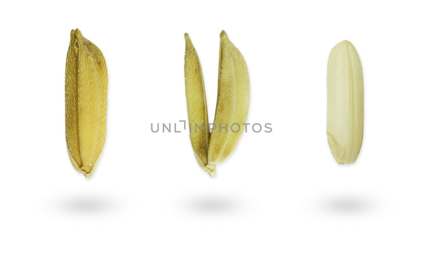 Closeup yellow rice seed on a white background.