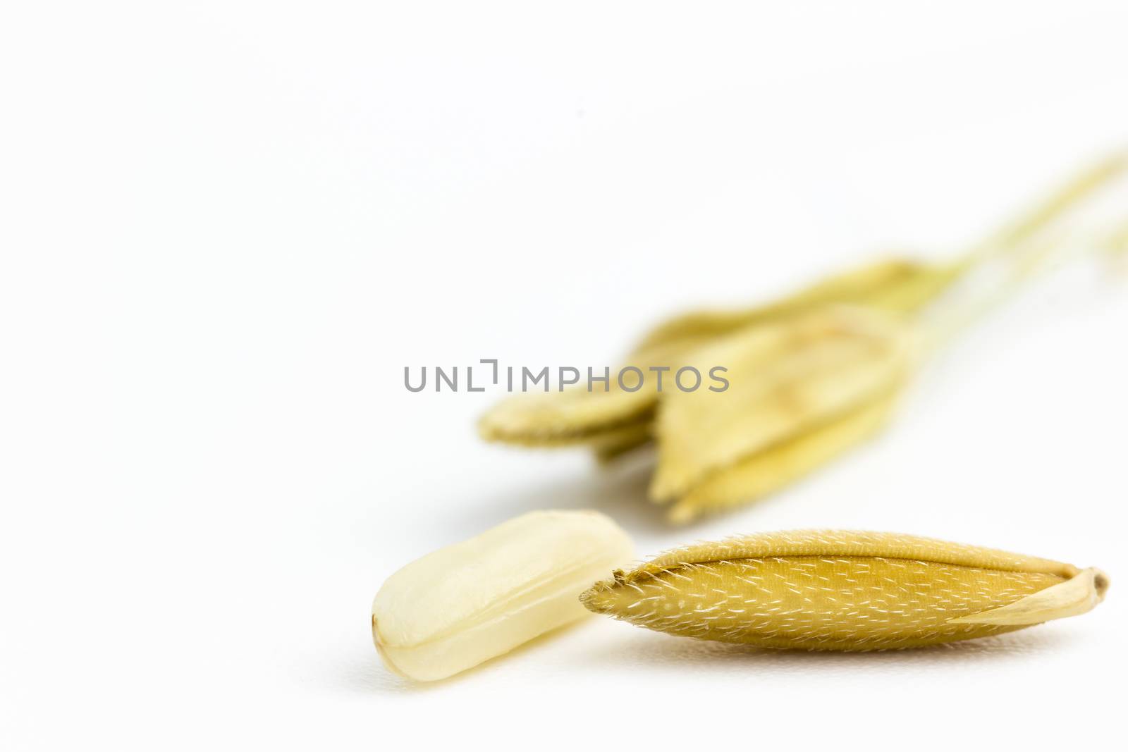 Closeup yellow rice seed on a white background. by SaitanSainam