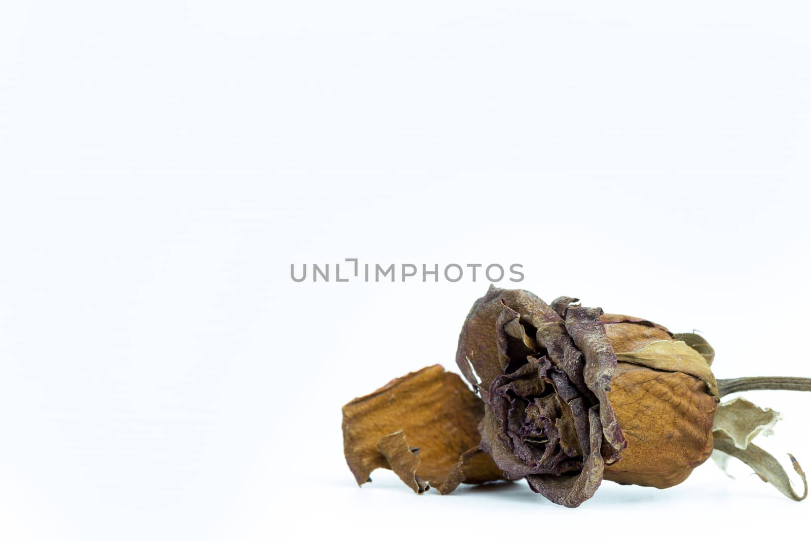 Closeup withered red rose on white background. The concept of disappointment about love or broken heart.